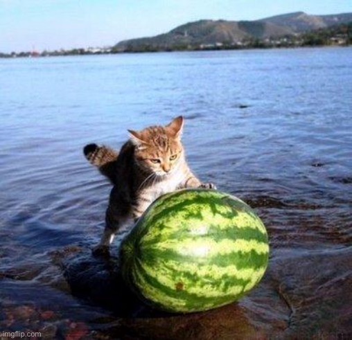 Argument invalid watermelon cat | image tagged in argument invalid watermelon cat | made w/ Imgflip meme maker