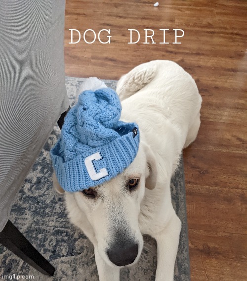 Dog drip | DOG DRIP | image tagged in dog,drip,dank | made w/ Imgflip meme maker