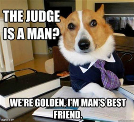 Judge doggo | image tagged in memes,funny,doggo | made w/ Imgflip meme maker