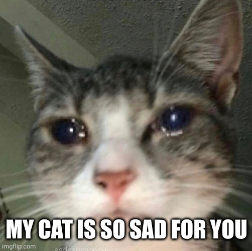 Crying Cat | MY CAT IS SO SAD FOR YOU | image tagged in crying cat | made w/ Imgflip meme maker