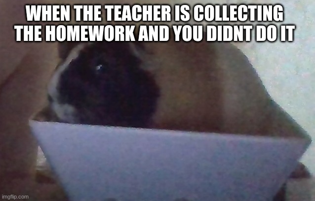 nervous salad pig | WHEN THE TEACHER IS COLLECTING THE HOMEWORK AND YOU DIDNT DO IT | image tagged in nervous salad pig | made w/ Imgflip meme maker