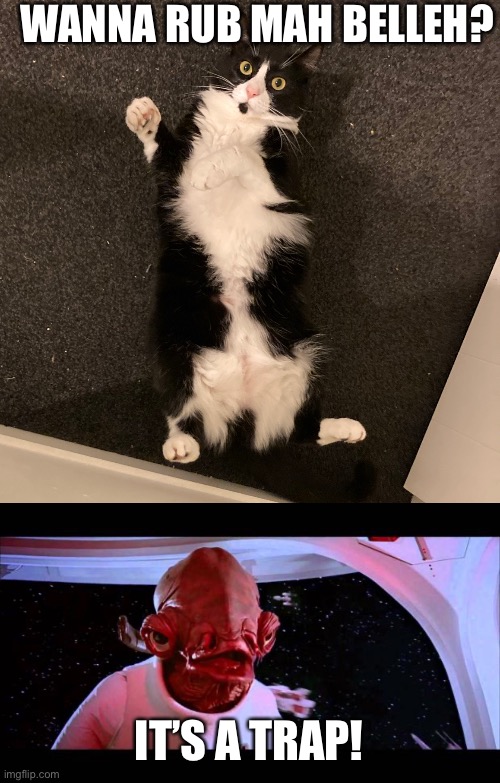 Belleh Rub Trap | WANNA RUB MAH BELLEH? IT’S A TRAP! | image tagged in trap cat belly,it's a trap | made w/ Imgflip meme maker