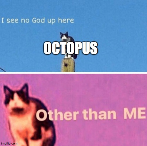 Hail pole cat | OCTOPUS | image tagged in hail pole cat | made w/ Imgflip meme maker