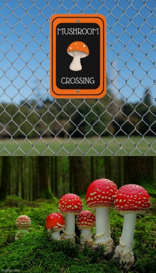 Mushroom crossing | image tagged in mushrooms,mushroom,funny signs,memes,meme,funny sign | made w/ Imgflip meme maker