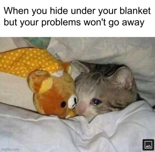 image tagged in memes,problems,crying cat,blanket | made w/ Imgflip meme maker