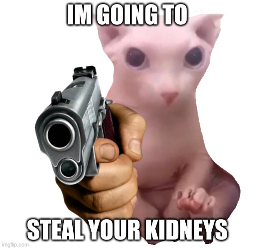 Gun Bingus | IM GOING TO; STEAL YOUR KIDNEYS | image tagged in gun bingus,bingus | made w/ Imgflip meme maker