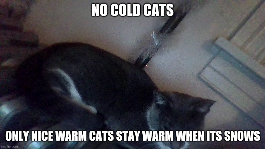 stay warm | NO COLD CATS; ONLY NICE WARM CATS STAY WARM WHEN ITS SNOWS | image tagged in warm,cat | made w/ Imgflip meme maker