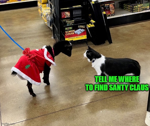 Encountering the Yule Goat | TELL ME WHERE TO FIND SANTY CLAUS | image tagged in meme,memes,christmas,cat,cats | made w/ Imgflip meme maker