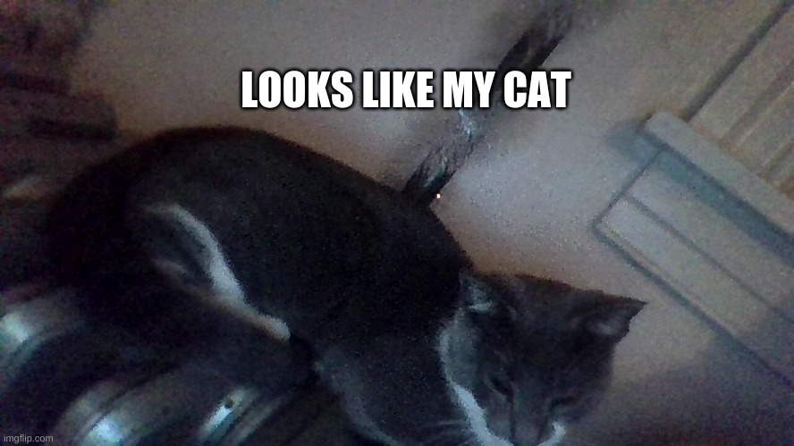 LOOKS LIKE MY CAT | made w/ Imgflip meme maker
