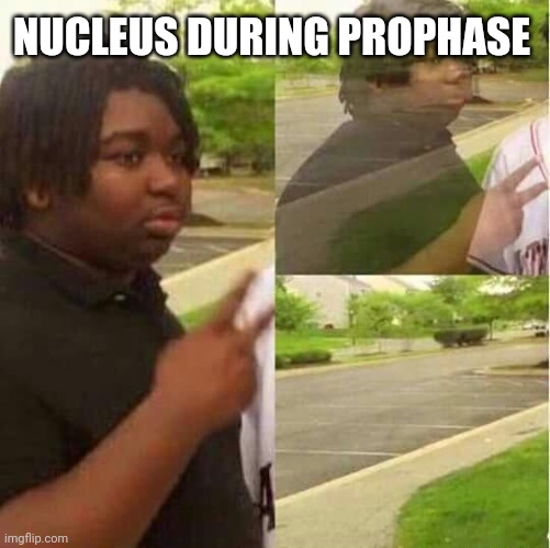 nucleus | NUCLEUS DURING PROPHASE | image tagged in disappearing | made w/ Imgflip meme maker