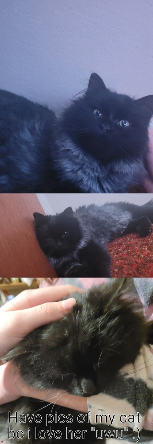 Have pics of my cat bc i love her "uwu" :) | made w/ Imgflip meme maker