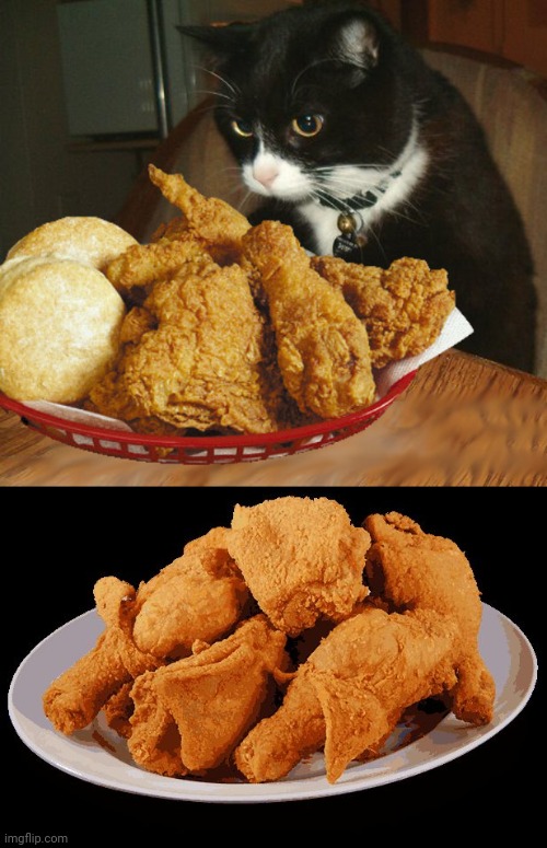 Cat fried chicken and biscuits | image tagged in fried chicken,chicken,biscuits,memes,cats,cat | made w/ Imgflip meme maker