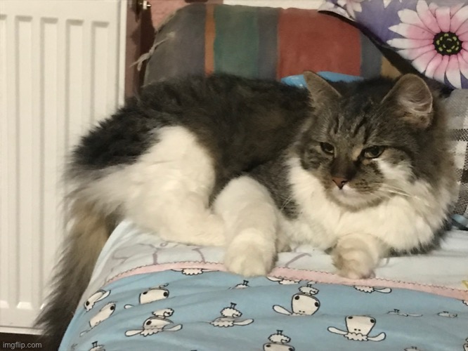 It’s the b o i | image tagged in cats | made w/ Imgflip meme maker