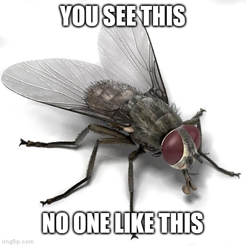 Fly is useless | YOU SEE THIS; NO ONE LIKE THIS | image tagged in scumbag house fly,funny,meme,lol | made w/ Imgflip meme maker