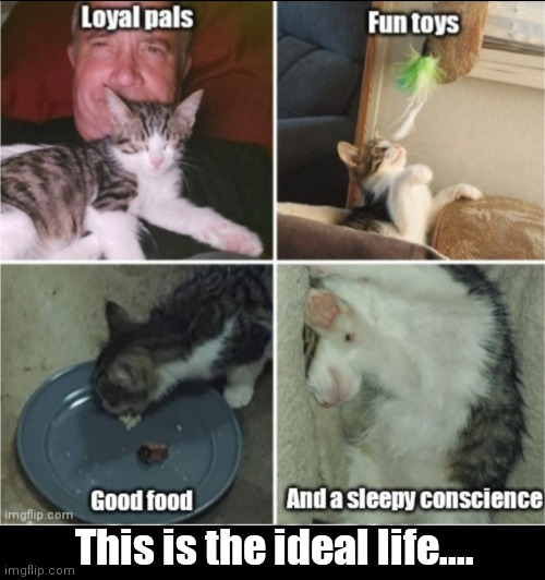 It's a cat's life | This is the ideal life.... | image tagged in funny | made w/ Imgflip meme maker