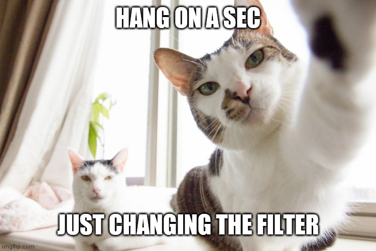 HANG ON A SEC; JUST CHANGING THE FILTER | image tagged in cats,cute cat,puppies,cute puppies | made w/ Imgflip meme maker