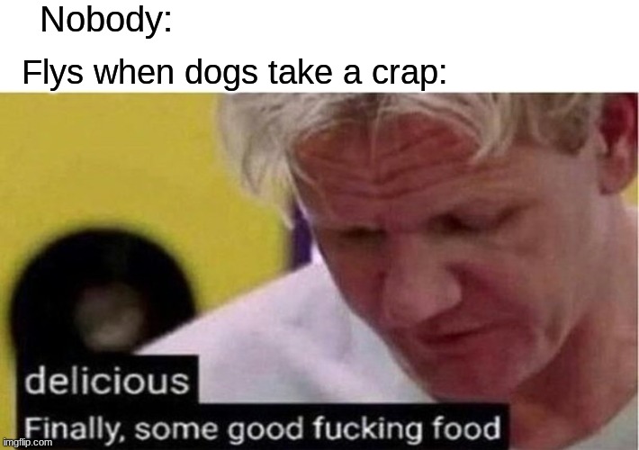 Delicious | Nobody: Flys when dogs take a crap: | image tagged in gordon ramsay some good food,funny,relatable,bugs,fun | made w/ Imgflip meme maker