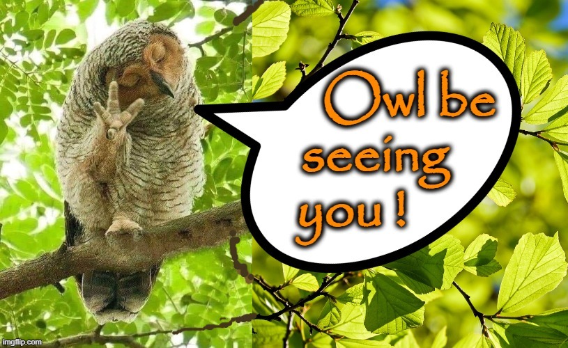 Owl | image tagged in see | made w/ Imgflip meme maker