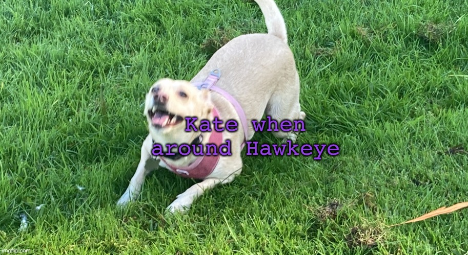 Kate is a Hawkeye fan girl | Kate when around Hawkeye | image tagged in excited dog,hawkeye,kate bishop,clint barton,dog,marvel | made w/ Imgflip meme maker
