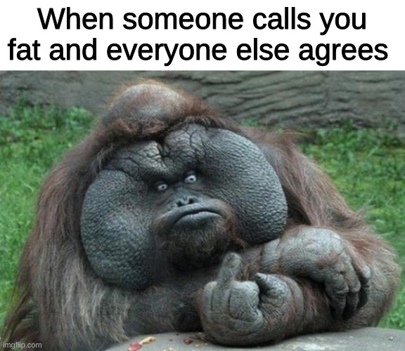 animal |  When someone calls you fat and everyone else agrees | image tagged in animal | made w/ Imgflip meme maker