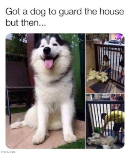 image tagged in dogs,guard,memes | made w/ Imgflip meme maker