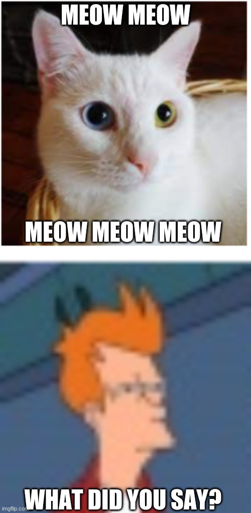 meow meow | MEOW MEOW; MEOW MEOW MEOW; WHAT DID YOU SAY? | image tagged in cat | made w/ Imgflip meme maker