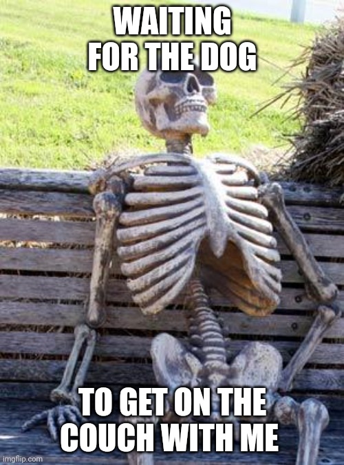 Waiting Skeleton Meme | WAITING FOR THE DOG; TO GET ON THE COUCH WITH ME | image tagged in memes,waiting skeleton | made w/ Imgflip meme maker