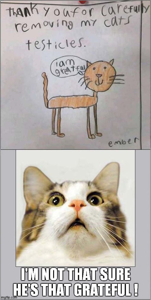 Cat Questions This Drawing ! | I'M NOT THAT SURE HE'S THAT GRATEFUL ! | image tagged in cats,drawing,grateful | made w/ Imgflip meme maker