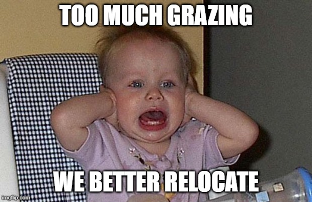 1.2.1 | TOO MUCH GRAZING; WE BETTER RELOCATE | image tagged in too much noise | made w/ Imgflip meme maker