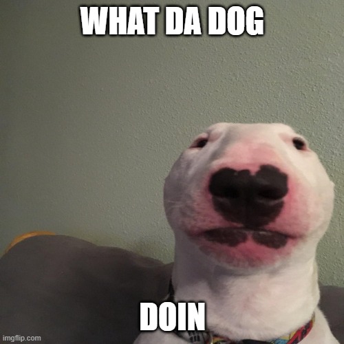 what da dog... | WHAT DA DOG; DOIN | image tagged in what da dog | made w/ Imgflip meme maker