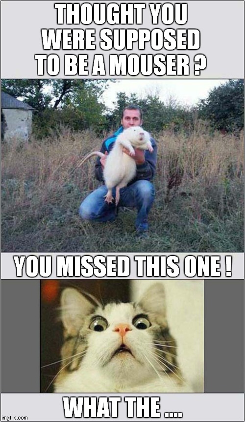 The One That Got Away ! | THOUGHT YOU WERE SUPPOSED TO BE A MOUSER ? YOU MISSED THIS ONE ! WHAT THE .... | image tagged in cats,giant monster,rats,mouse | made w/ Imgflip meme maker