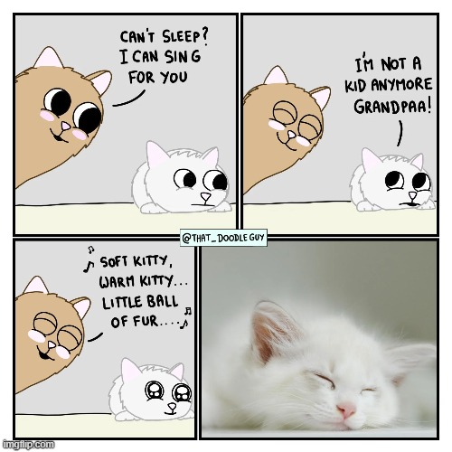 image tagged in cat,kitty,memes,cute,kawaii | made w/ Imgflip meme maker