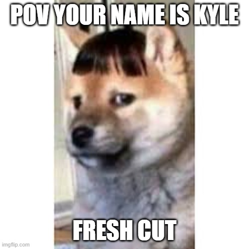 POV YOUR NAME IS KYLE; FRESH CUT | image tagged in dog,funny memes | made w/ Imgflip meme maker