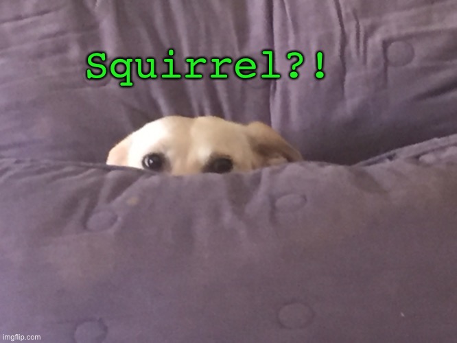 Squirrel?! | Squirrel?! | image tagged in peek a boo,squirrel,doggo in pillows | made w/ Imgflip meme maker