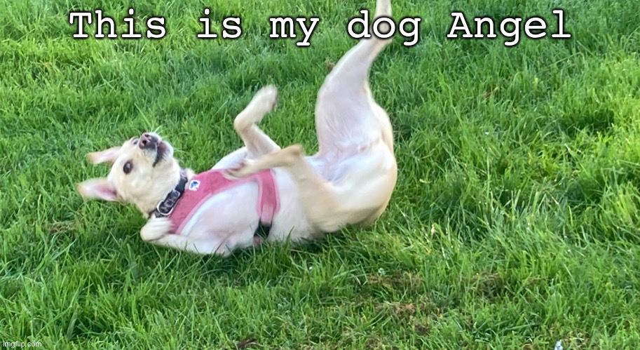 Doggo falling back | This is my dog Angel | image tagged in doggo falling back | made w/ Imgflip meme maker