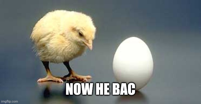Chicken and Egg | NOW HE BAC | image tagged in chicken and egg | made w/ Imgflip meme maker