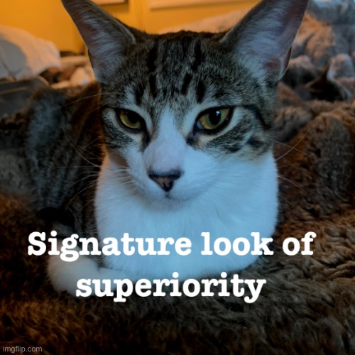image tagged in signature look of superiority | made w/ Imgflip meme maker