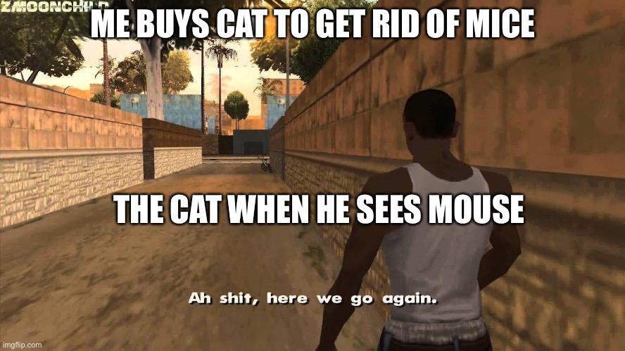 Here we go again | ME BUYS CAT TO GET RID OF MICE; THE CAT WHEN HE SEES MOUSE | image tagged in here we go again | made w/ Imgflip meme maker