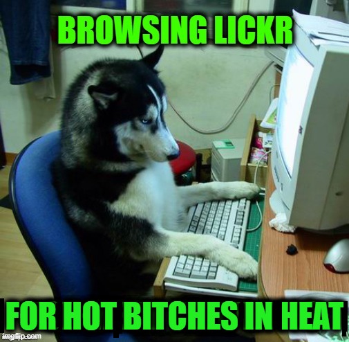 Doggie Dating Online | image tagged in dogs,funny dogs,online dating,funny animals | made w/ Imgflip meme maker