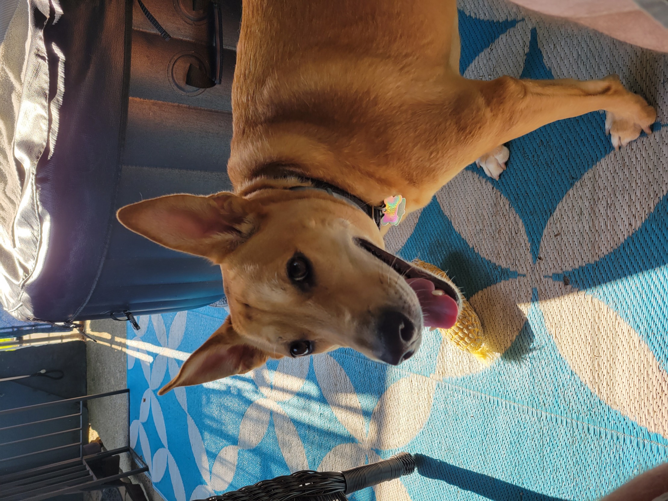 High Quality Doggo Blank Meme Template