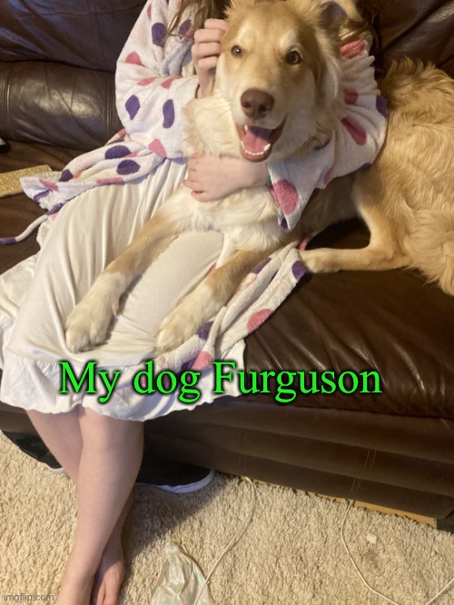 My dog Furguson | made w/ Imgflip meme maker
