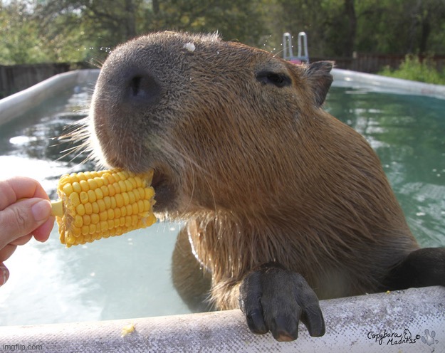 capybara eats corn | image tagged in capybara eats corn | made w/ Imgflip meme maker