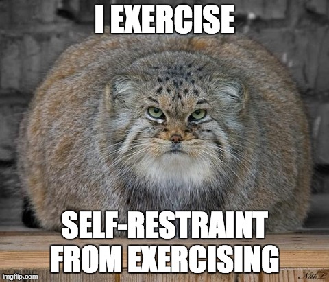 Fat Cats Exercise | I EXERCISE SELF-RESTRAINT FROM EXERCISING | image tagged in cats,fat,funny,animals | made w/ Imgflip meme maker