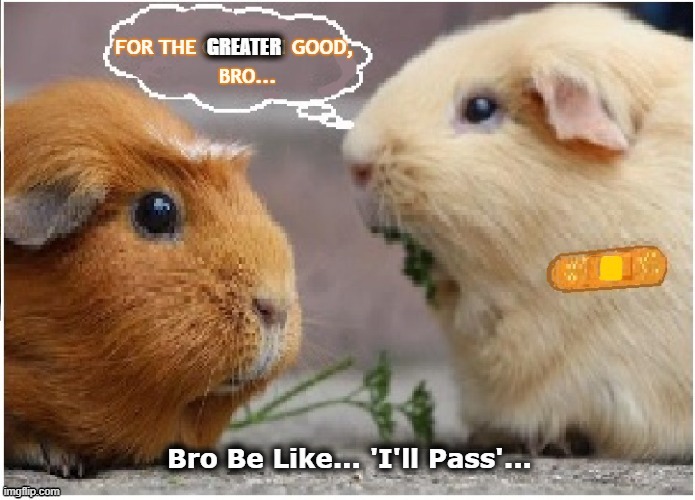 Piggy Pass | GREATER; Bro Be Like... 'I'll Pass'... | image tagged in just say no,guinea pig,experiment,be free,no,mockingbird | made w/ Imgflip meme maker