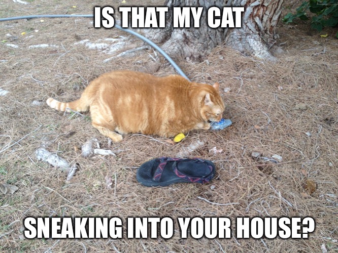 IS THAT MY CAT SNEAKING INTO YOUR HOUSE? | made w/ Imgflip meme maker