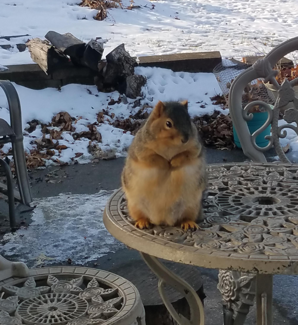 Chonky Squirrel Blank Meme Template