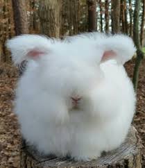 High Quality Fluffy bunny rabbut Blank Meme Template