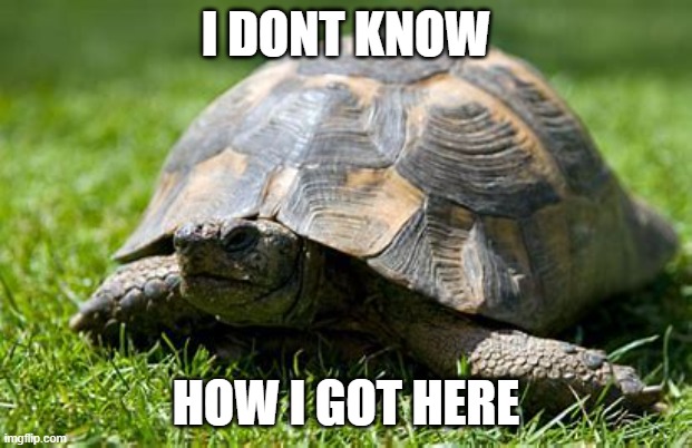 turtle lost | I DONT KNOW; HOW I GOT HERE | image tagged in turtle,lost | made w/ Imgflip meme maker