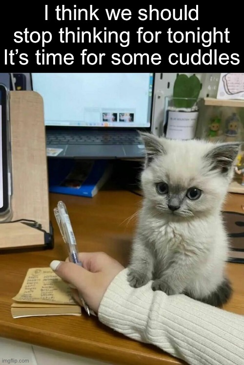 How Can You Refuse a Face Like That? | I think we should stop thinking for tonight
It’s time for some cuddles | image tagged in funny memes,cute cat,cat memes | made w/ Imgflip meme maker