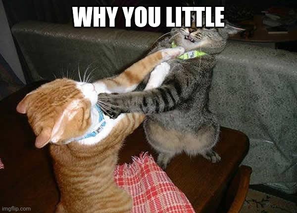 Two cats fighting for real | WHY YOU LITTLE | image tagged in two cats fighting for real | made w/ Imgflip meme maker